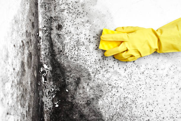 Best Office Mold Removal Services  in Camn, DE
