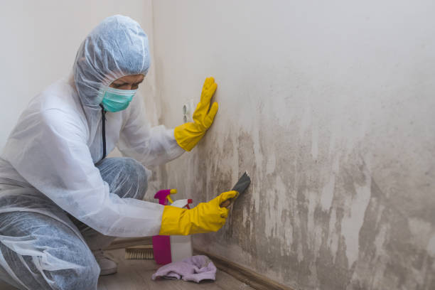 Best Emergency Mold Removal  in Camn, DE