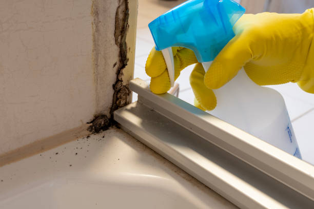 Best Residential Mold Removal  in Camn, DE