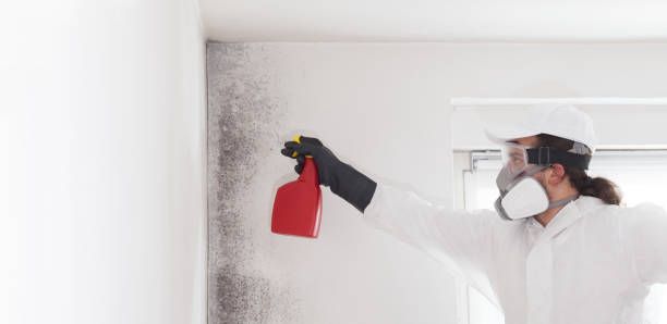 Best Attic Mold Removal  in Camn, DE