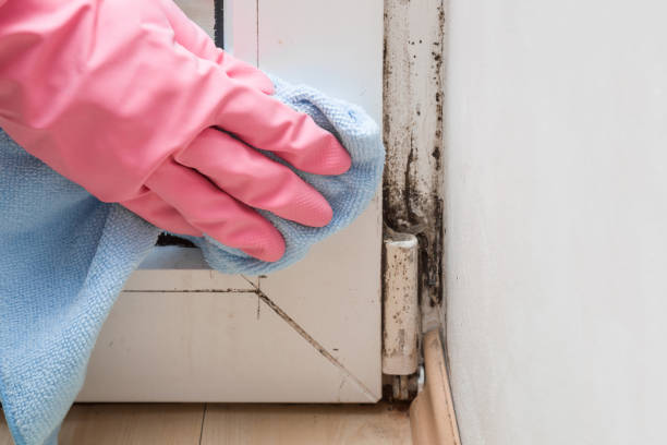 Crawl Space Mold Removal in Camden, DE